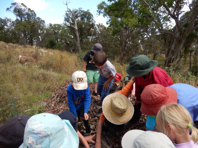 20141209 Minibeasts day with Kentucky School. Kids checking out the swales and living systems for new discoveries and who might live there.