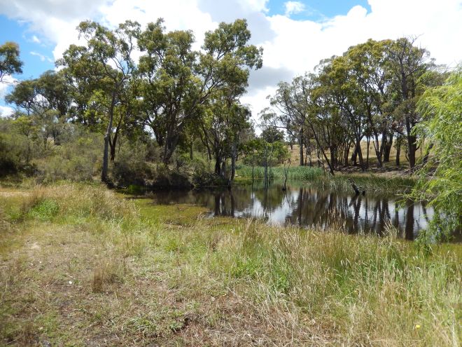 20141209 Minibeasts day with Kentucky School. Unfortunately I was so involved in this part of the morning that I didn't get any photographs of the kids exploring the dam and all the amazing creatures they found beneath the surface.