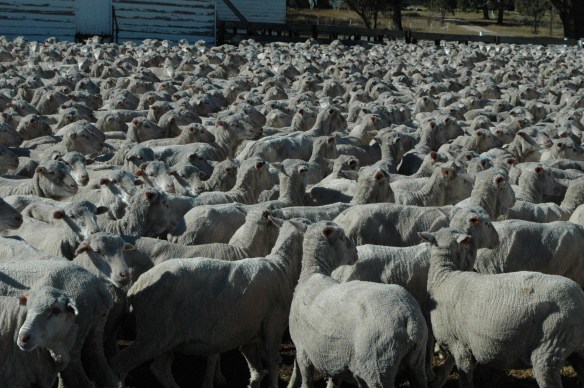 2014 Sheep mob in the yards for sorting