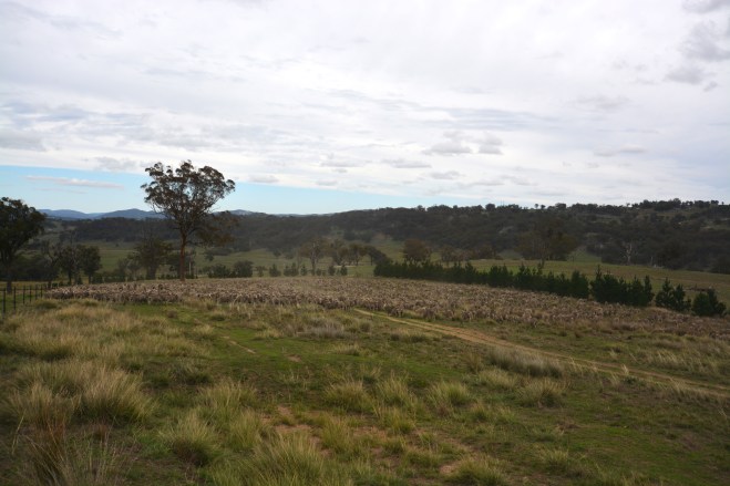 2014 Sheep muster