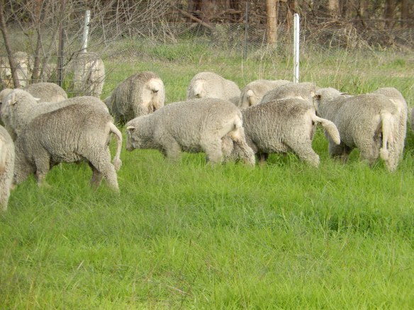 2014 Sheep lifting it's tail. An experiment we began where all sheep would be able to keep their tails