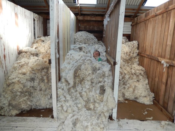 2014 shearing: Kids in the wool