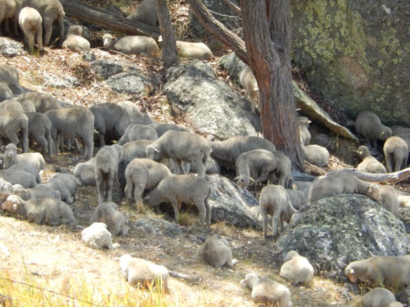 2014 Sheep keeping cool in heat of the day