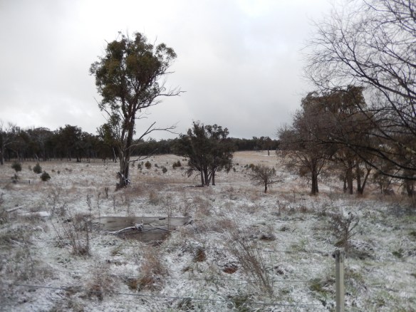 20150712 Snow in Kentucky - snow paddock