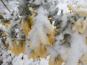 20150713 snow day 2 - wattle