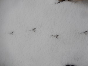20150713 snow day 2 - tracks