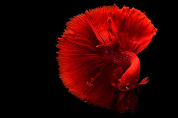 close up of a red siamese fighting fish
